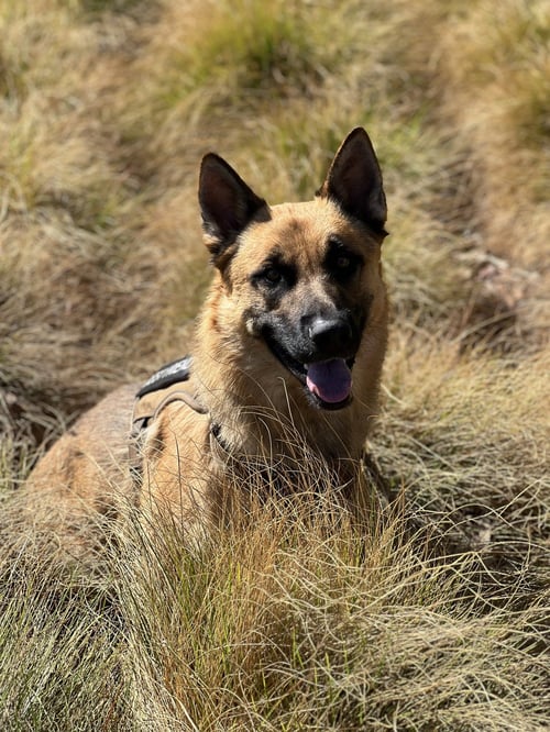 TITAN - German Shepherd Dog available for adoption