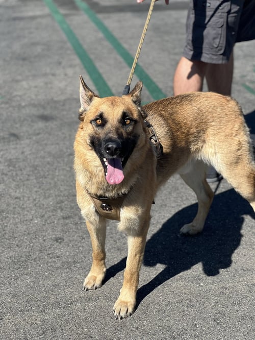 TITAN - German Shepherd Dog available for adoption