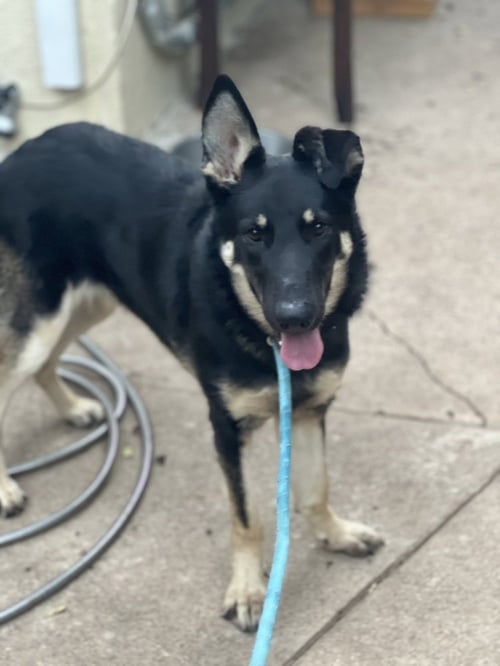BINDY - Shepherd available for adoption