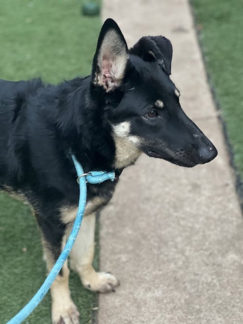 BINDY - Shepherd available for adoption