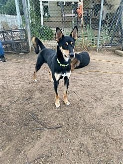 KEVAN - Australian Kelpie available for adoption