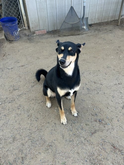 KEVAN - Australian Kelpie available for adoption