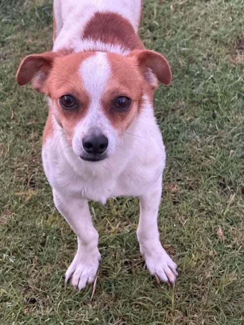 CHASE - Jack Russell Terrier available for adoption