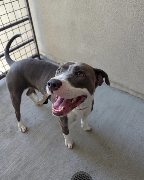 ROSCOE - American Pit Bull Terrier available for adoption