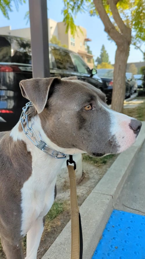 ROSCOE - American Pit Bull Terrier available for adoption