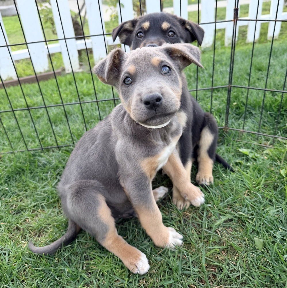CHIP - Shepherd / Australian Cattle Dog/Blue Heeler available for adoption