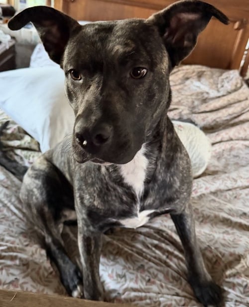 DELTA - American Staffordshire Terrier available for adoption