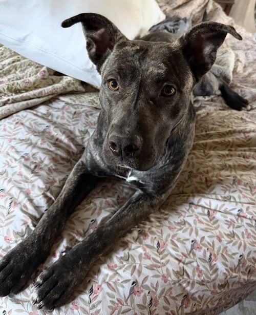 DELTA - American Staffordshire Terrier available for adoption