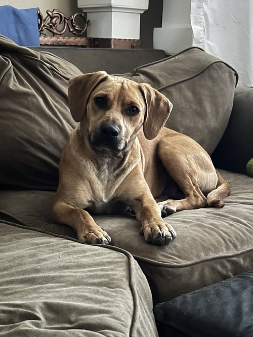 RIZZO - Labrador Retriever / Shepherd available for adoption