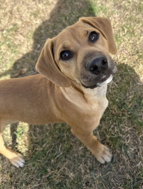 RIZZO - Labrador Retriever / Shepherd available for adoption