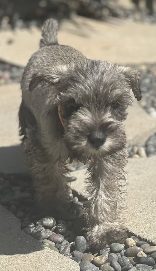RONAN - Schnauzer available for adoption