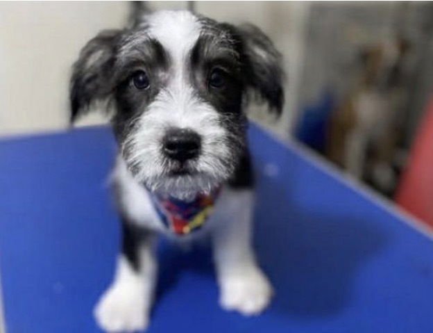 BANDIT - Maltese available for adoption