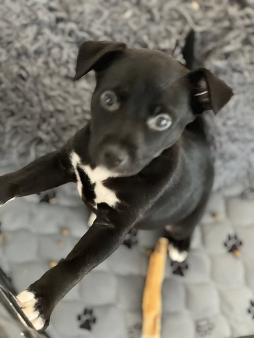 CORAL - Pit Bull Terrier / Shepherd available for adoption