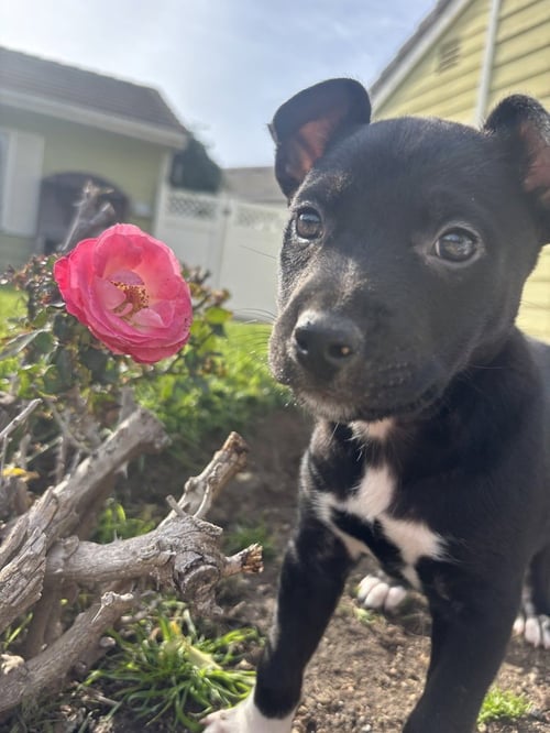 CORAL - Pit Bull Terrier / Shepherd available for adoption