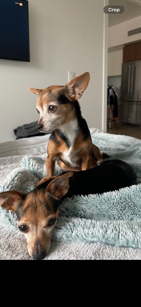 KENDALL & KYLIE - Chihuahua available for adoption