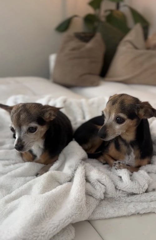KENDALL & KYLIE - Chihuahua available for adoption