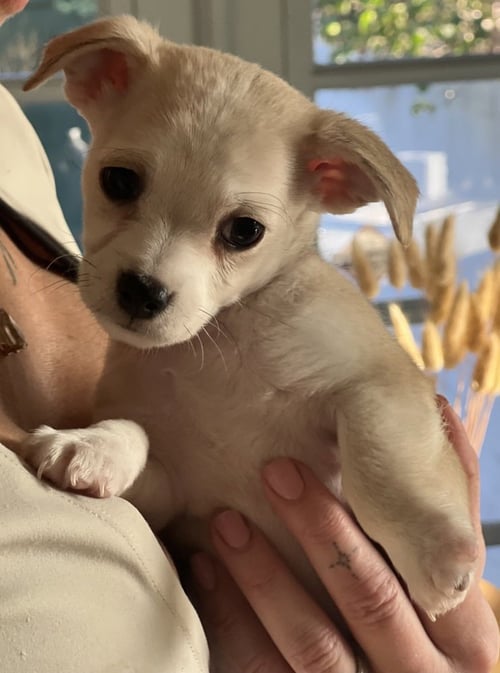 MOCHI