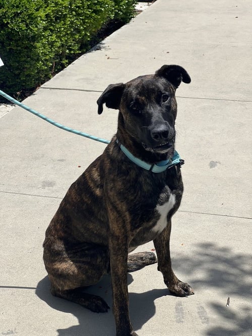 MOOSE / THEROUX - Dutch Shepherd / Belgian Shepherd Malinois available for adoption