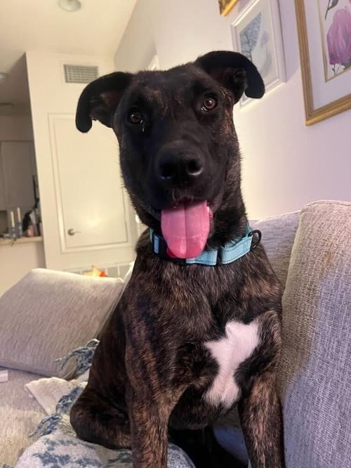 MOOSE / THEROUX - Dutch Shepherd / Belgian Shepherd Malinois available for adoption