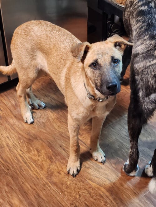 DUTTON - Shepherd / Labrador Retriever available for adoption