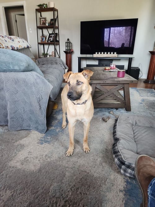 DUTTON - Shepherd / Labrador Retriever available for adoption