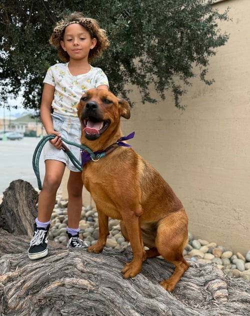 SAGE - Boxer / Shepherd available for adoption