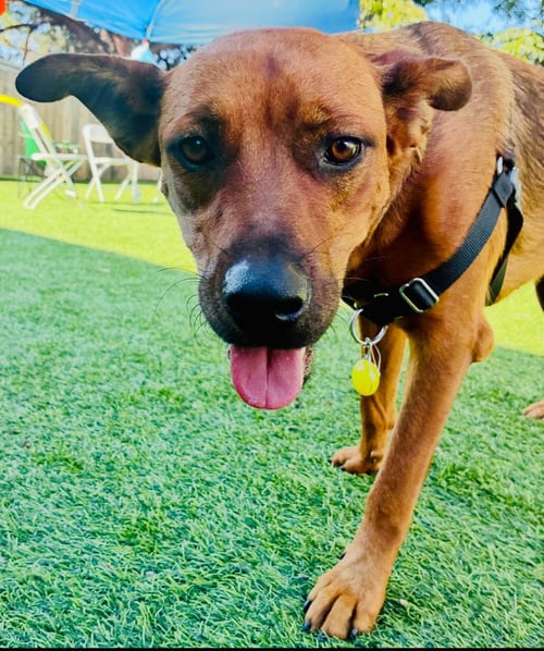 SAGE - Boxer / Shepherd available for adoption