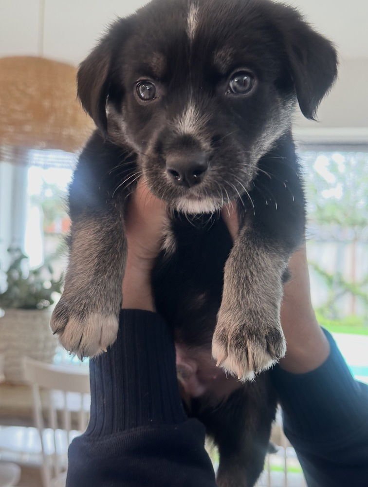 FRANK - Labrador Retriever available for adoption