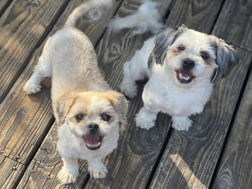 BENSON AND BAILEY - Shih Tzu available for adoption