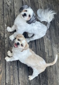 Benson and Bailey - Photo 3