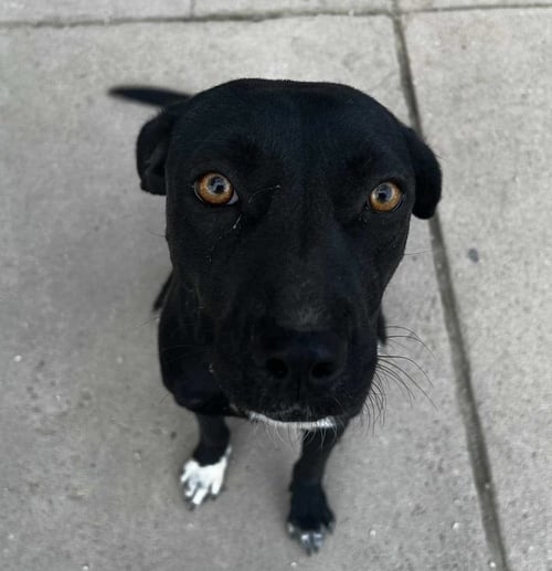 EMBER - Labrador Retriever available for adoption