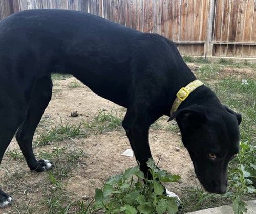 EMBER - Labrador Retriever available for adoption