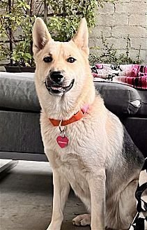 SUNNY - Shepherd / Husky available for adoption