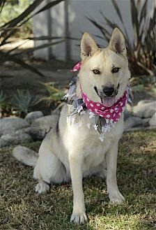 SUNNY - Shepherd / Husky available for adoption