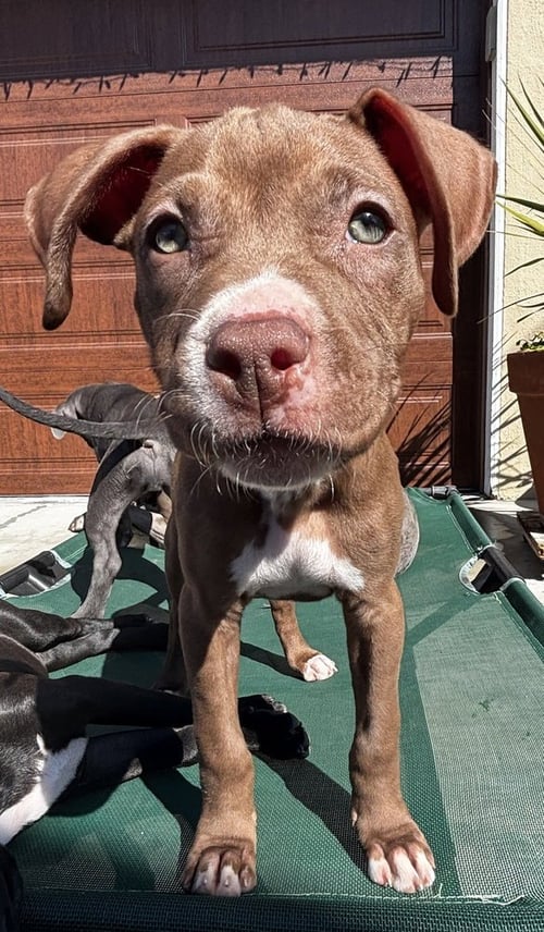 DORY - Boxer / Staffordshire Bull Terrier available for adoption