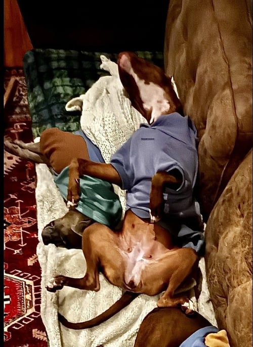DORY - Boxer / Staffordshire Bull Terrier available for adoption