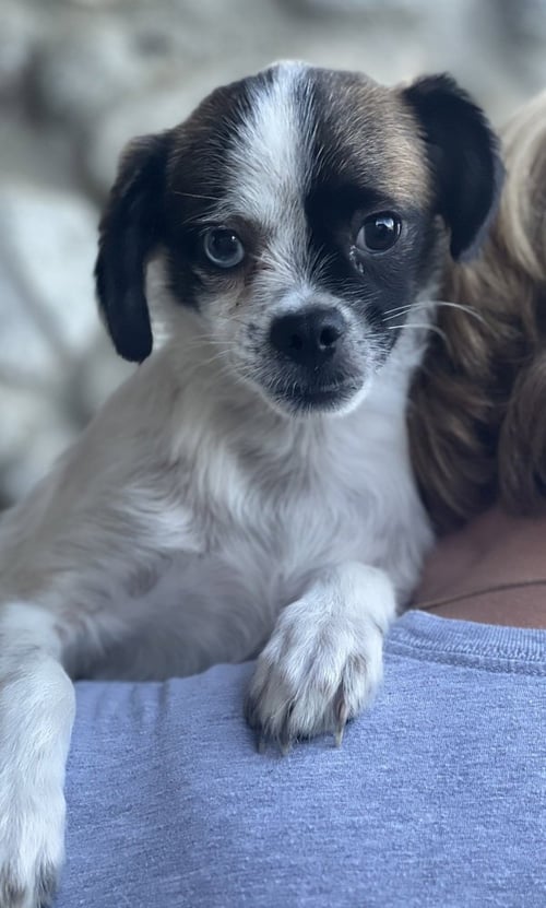 BUSTER - Terrier / Pug available for adoption