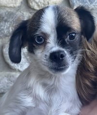 Buster - Photo 3