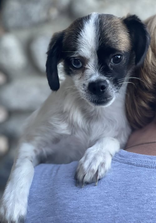 BUSTER - Terrier / Pug available for adoption