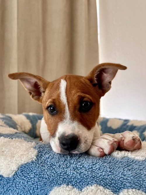 SIERRA - Terrier available for adoption