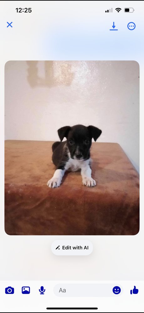 RANGER - Labrador Retriever / Terrier available for adoption