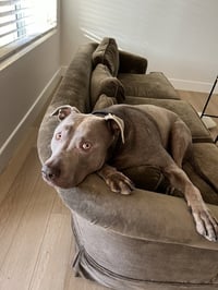 Cashew - Photo 2