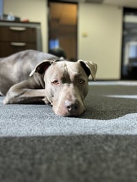 Cashew - Photo 4