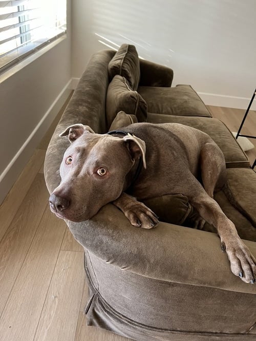 CASHEW - Labrador Retriever / Pit Bull Terrier available for adoption
