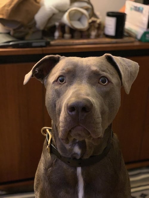 CASHEW - Labrador Retriever / Pit Bull Terrier available for adoption