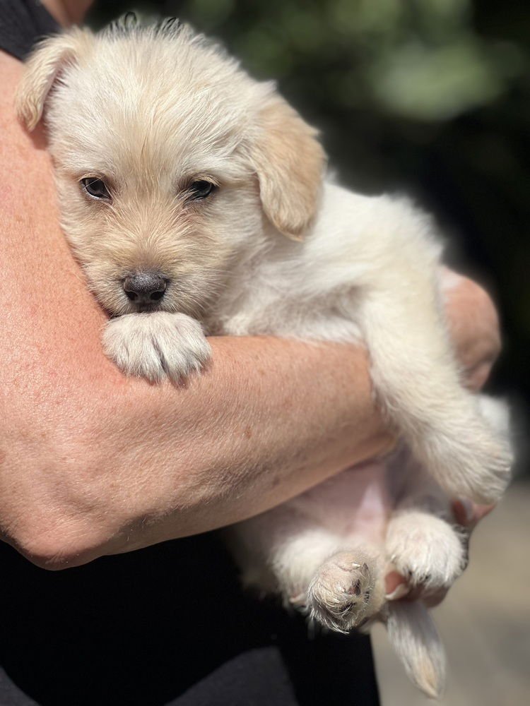 PIP - Havanese / Lhasa Apso available for adoption