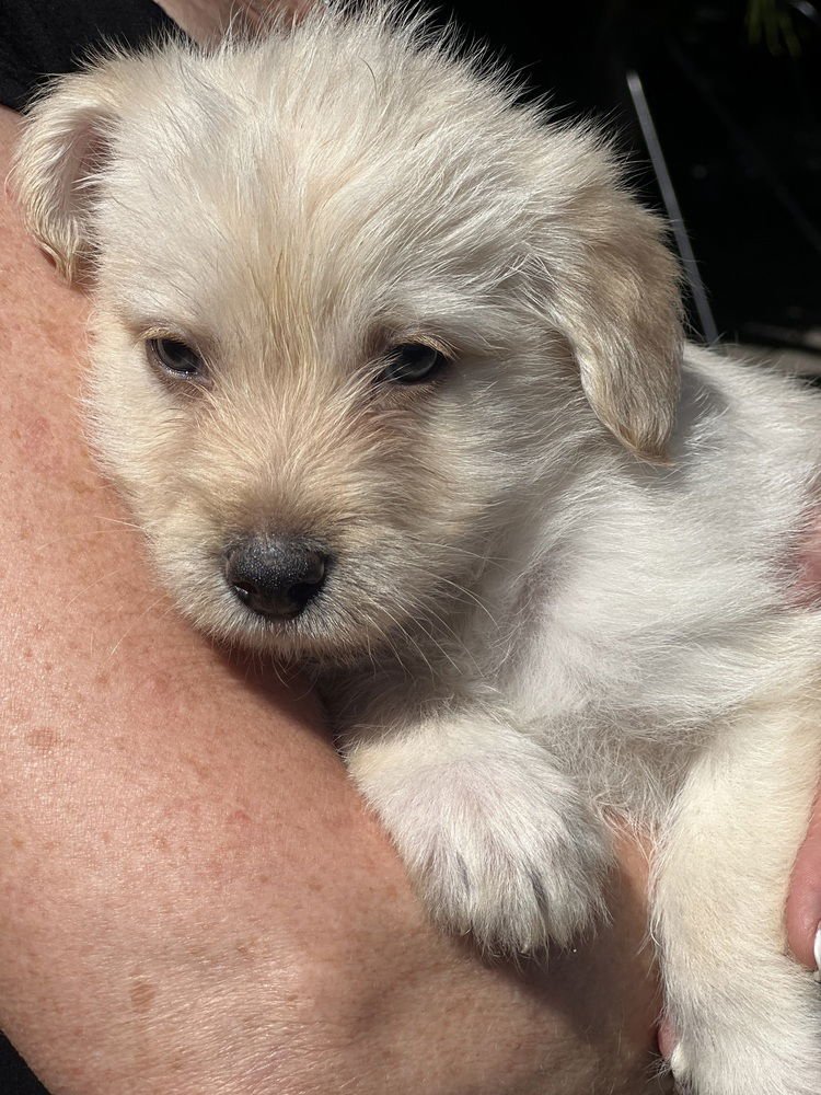 PIP - Havanese / Lhasa Apso available for adoption