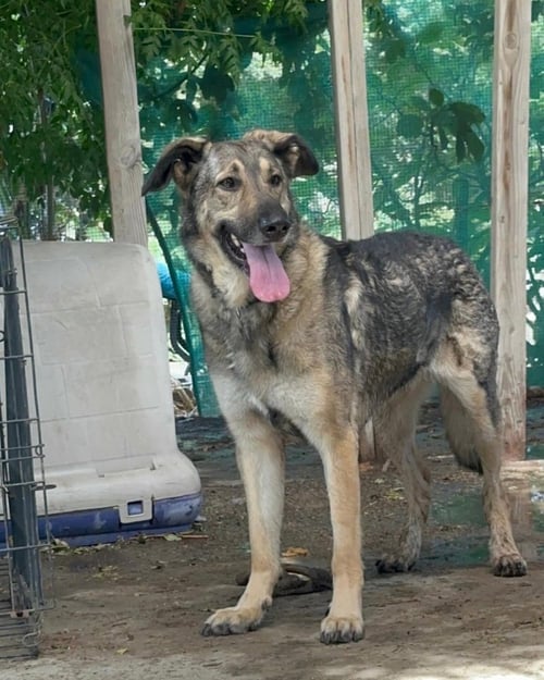 FRANK - German Shepherd Dog available for adoption