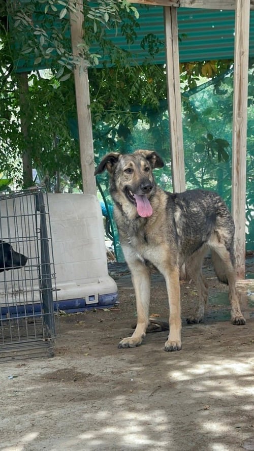 FRANK - German Shepherd Dog available for adoption