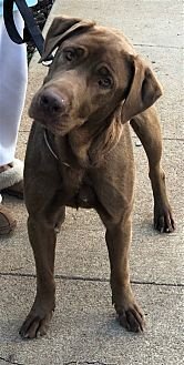 DELILAH - Chesapeake Bay Retriever available for adoption